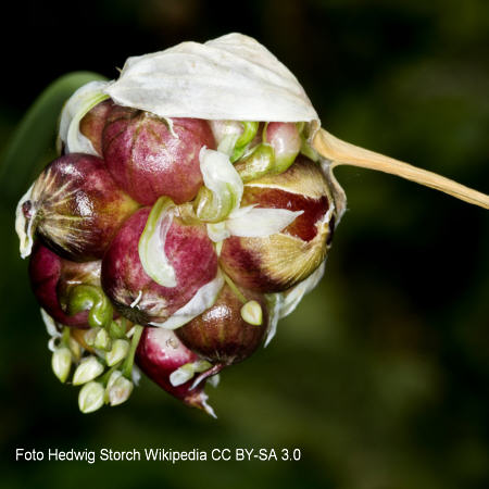 Knoblauch
